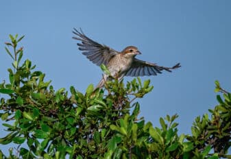 Red-backed Shrike