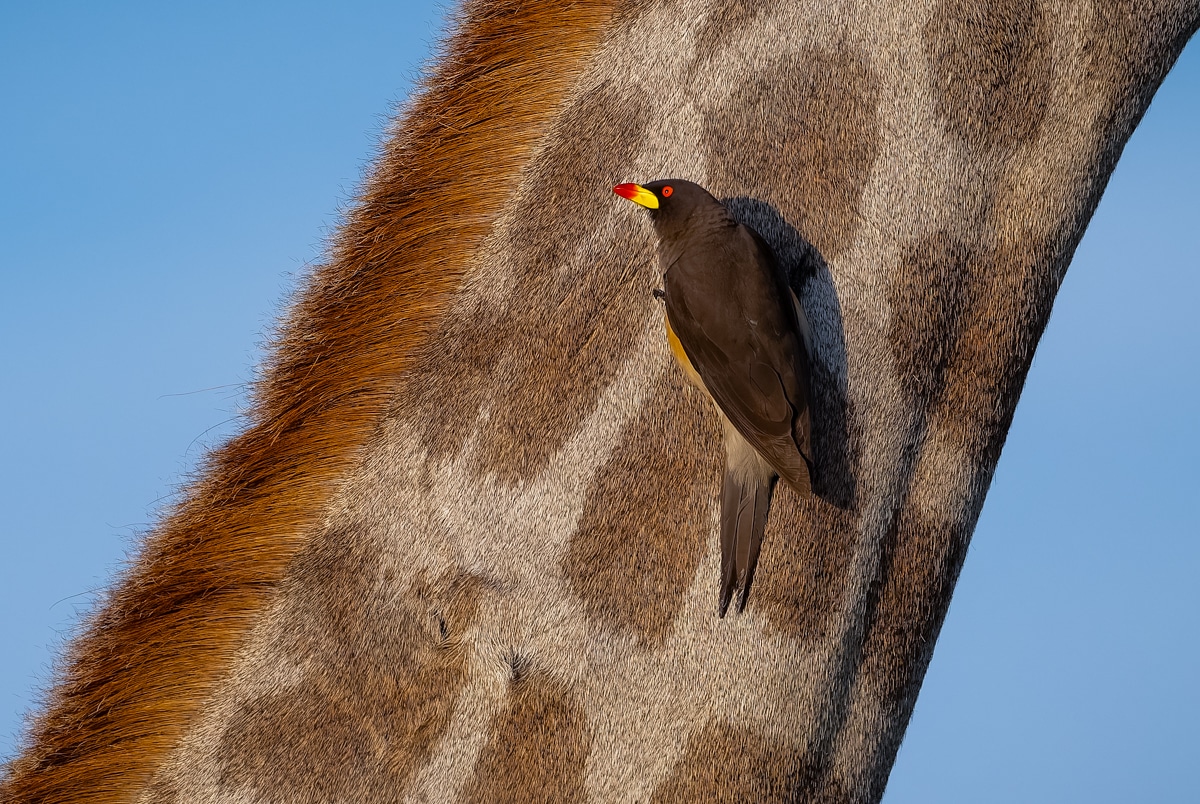 Red-billed Oxpecker
