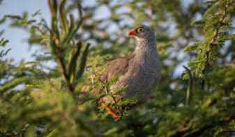 Red-billed Spurfowl