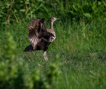 Red-crested Korhaan