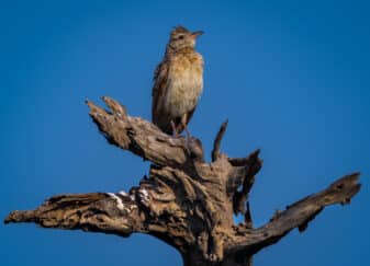 Rufous-naped Lark