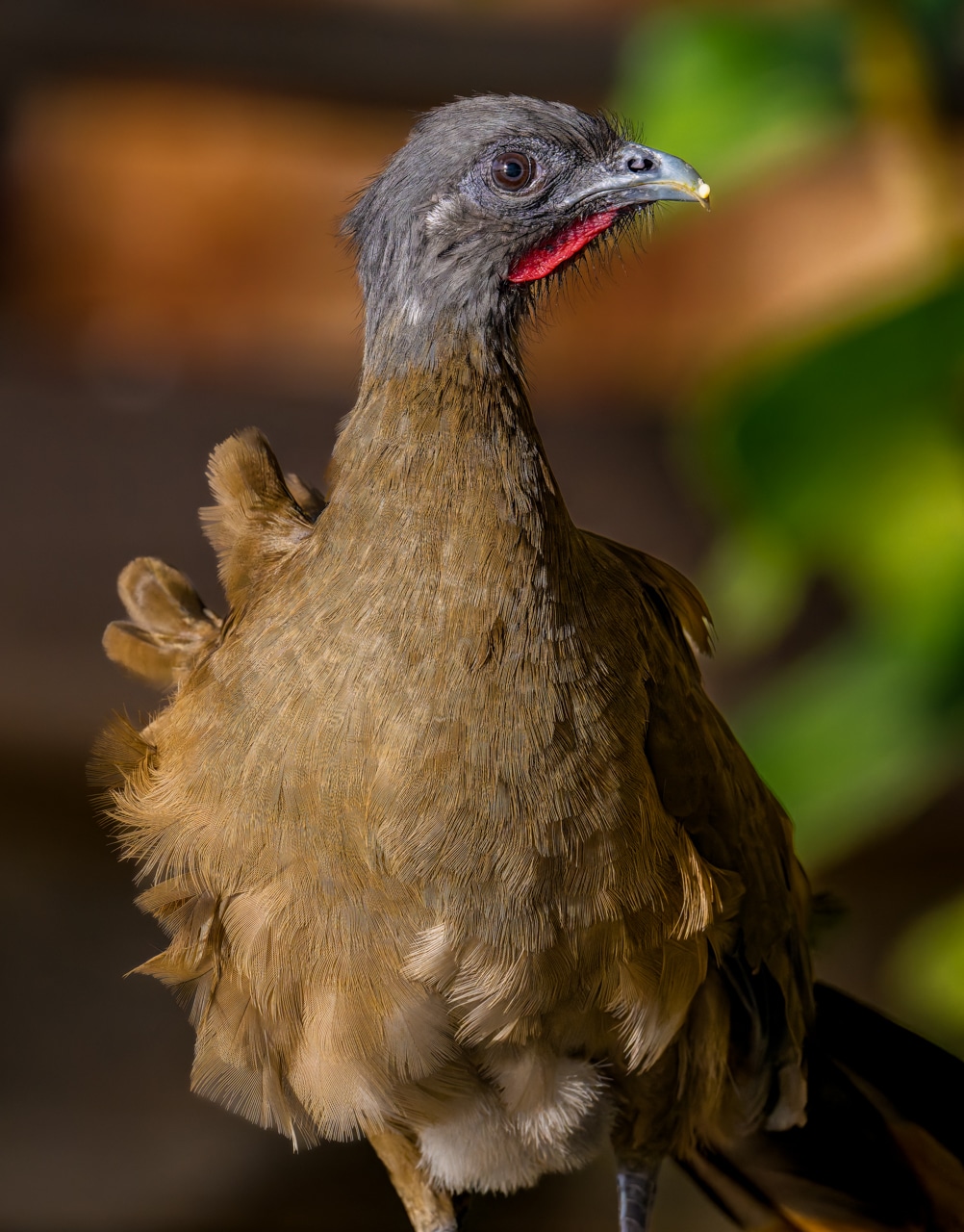 Five Birds that Define Trinidad and Tobago