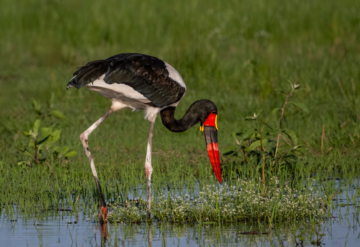 Saddle-billed Stork