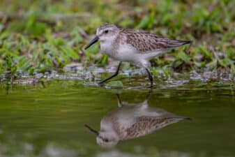 Semipalmated Sandpiper