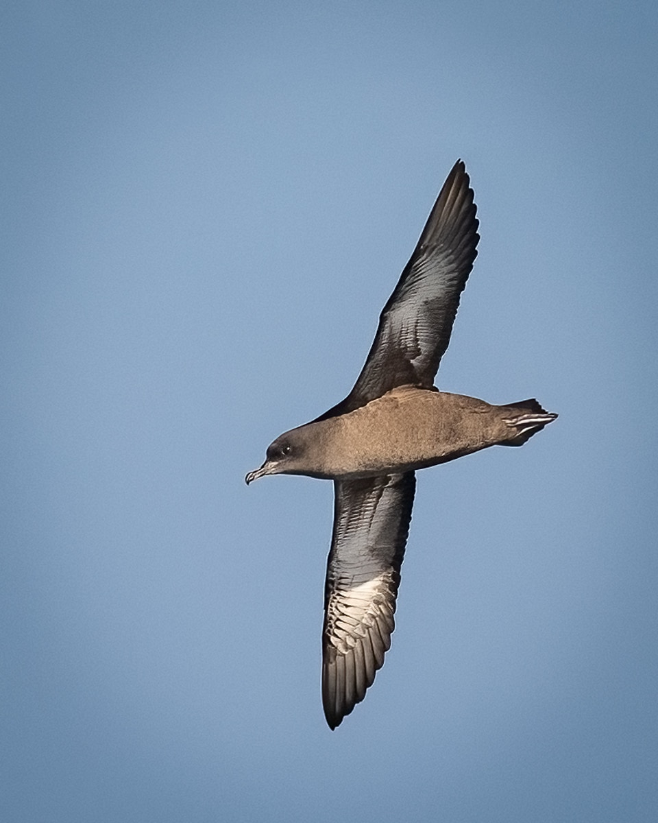 White-faced Storm-Petrel: The Northeast’s Pelagic Star - An ABA Young Birder Essay