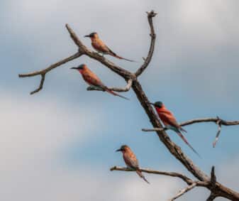 Southern Carmine Bee-eater