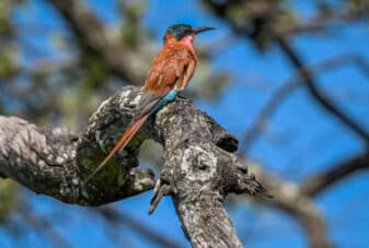 Southern Carmine Bee-eater