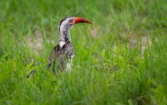 Southern Red-billed Hornbill