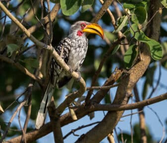Southern Yellow-billed Hornbill
