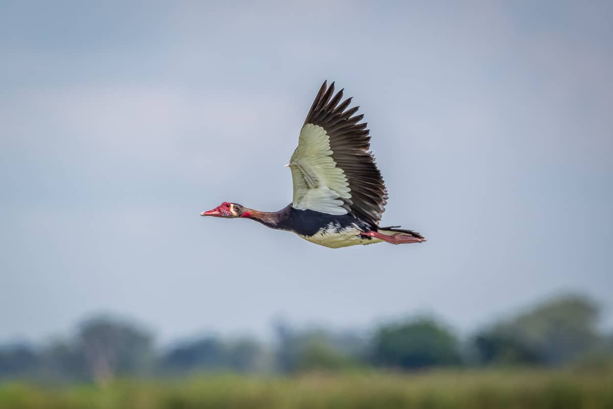 Spur-winged Goose