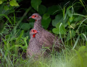 Swainson's Spurfowl