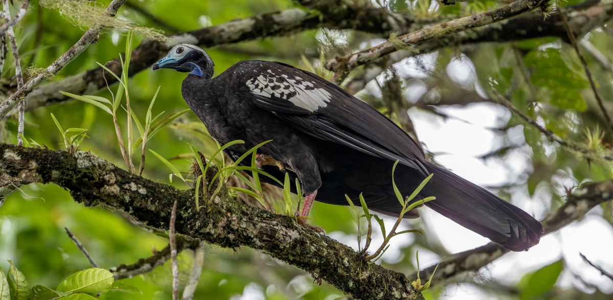 Once in a Lifetime - The Trinidad Piping Guan