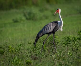 Wattled Crane