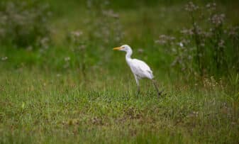 Western Cattle Egret