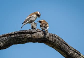 White-browed Sparrow-Weaver (Black-billed)