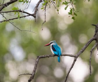 Woodland Kingfisher
