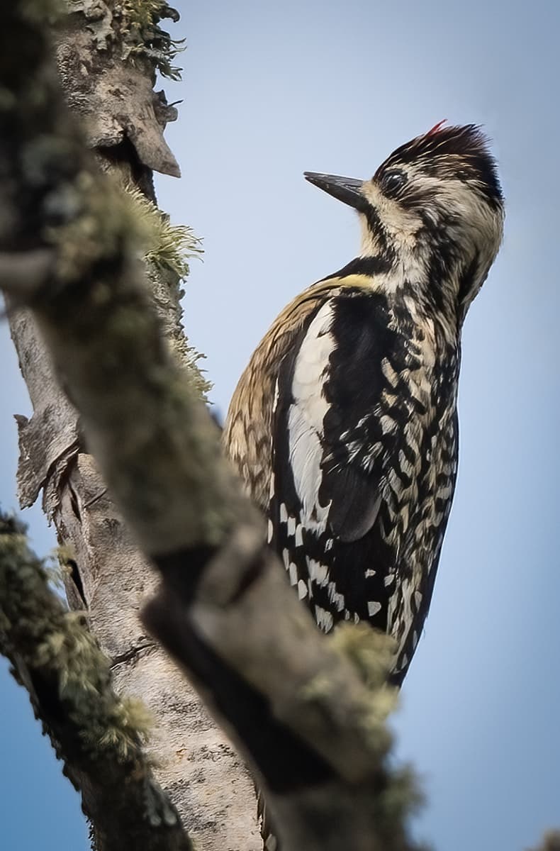 Family Focus: Woodpeckers