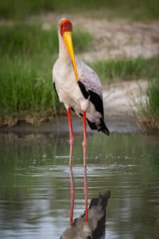 Yellow-billed Stork