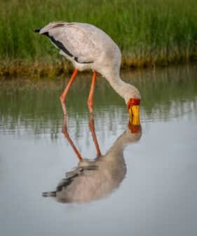Yellow-billed Stork