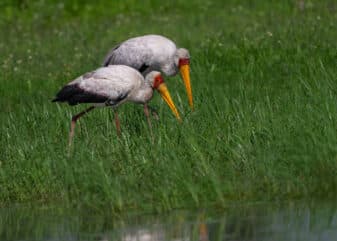 Yellow-billed Stork
