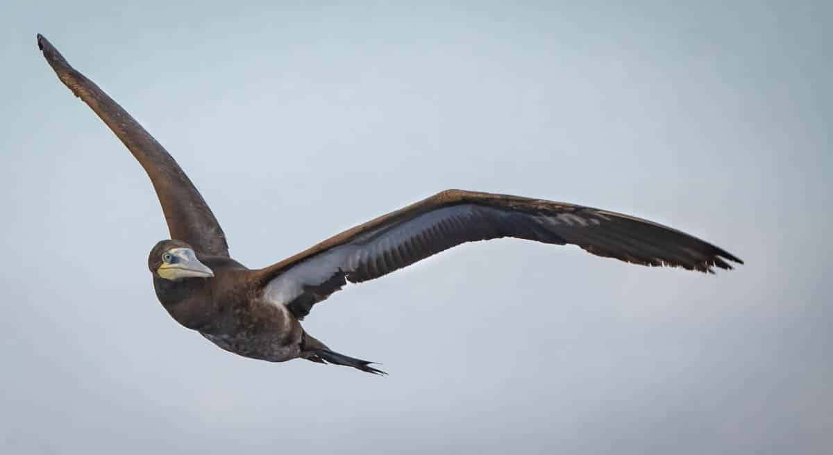 Better Together - An ABA Young Birder Essay