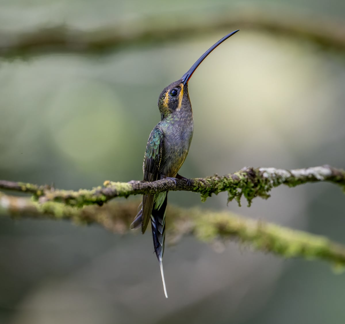 Trinidad & Tobago: A Birder's Paradise