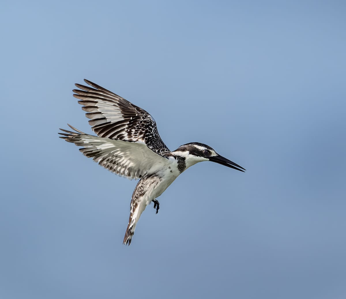 FAMILY FOCUS: Kingfishers of the Okavango