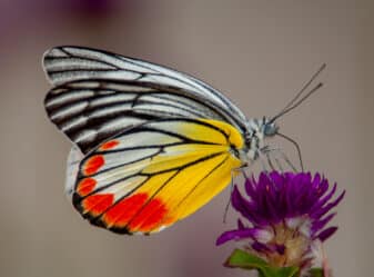 Redbase Jezebel