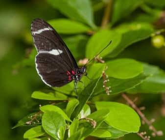 Sara Longwing