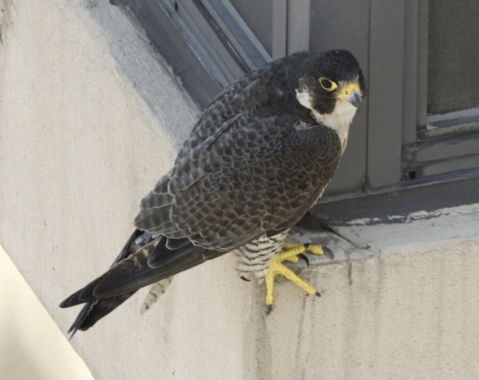 Green Cities: How Urban Spaces Can Become Bird Havens