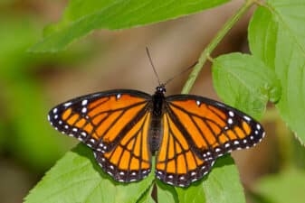 Viceroy