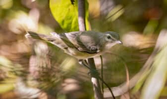 Eastern Warbling Vireo