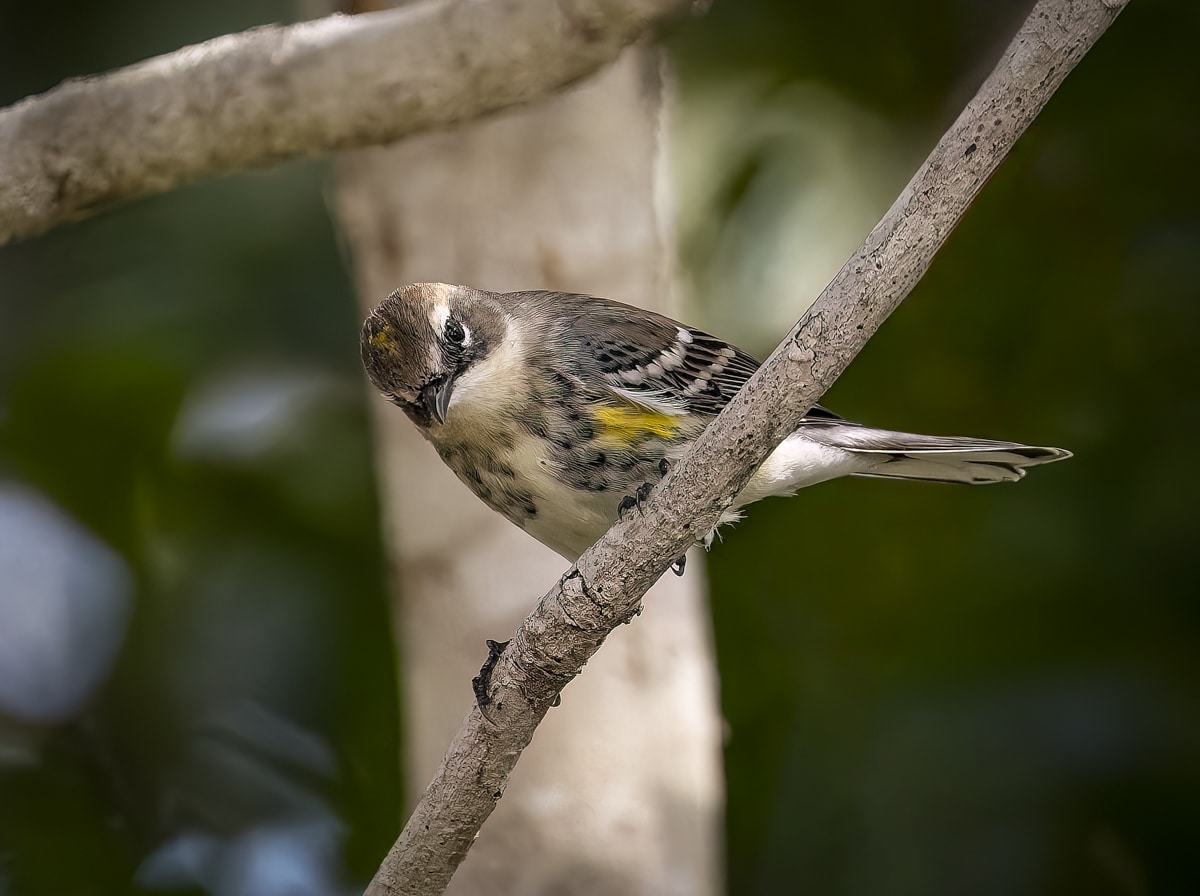 Spark Birding - An ABA Young Birder Essay
