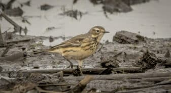American Pipit