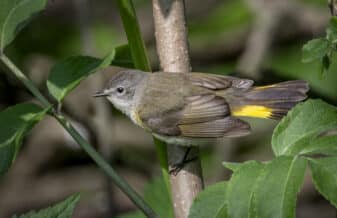 American Redstart