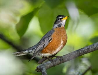 American Robin