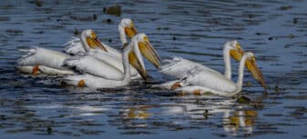 American White Pelican