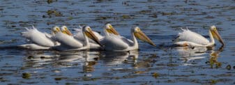 American White Pelican