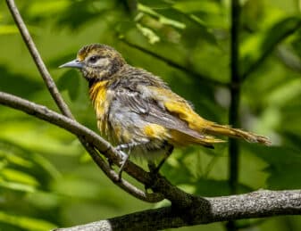 Baltimore Oriole