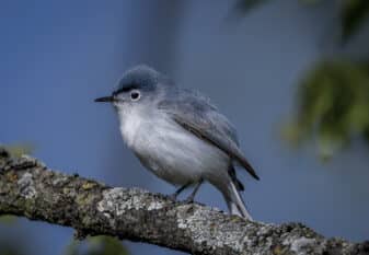 Blue-grey Gnatcatcher