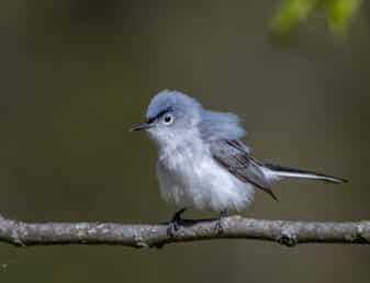 Blue-grey Gnatcatcher