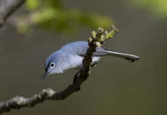 Blue-grey Gnatcatcher
