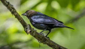 Brown-headed Cowbird
