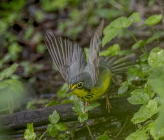 Canada Warbler