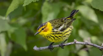 Cape May Warbler