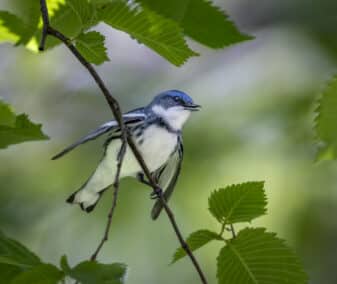Cerulean Warbler