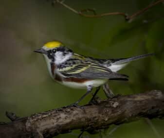 Chestnut-sided Warbler