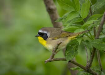 Common Yellowthroat