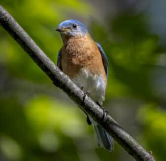 Eastern Bluebird