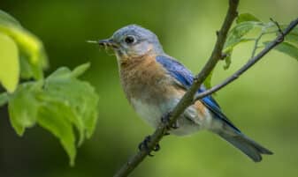 Eastern Bluebird
